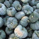 Jarrahdale Blue Pumpkin Seeds 10 Ct Cucurbita Maxima Vegetable Non GMO Fast Growing Jarrahdale Blue Pumpkin Seeds 10 Ct Cucurbita Maxima Vegetable Non GMO Fast Growing