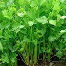 Chinese Celery Seeds 1000 Apium Graveolens Vegetable Garden Non GMO Fast Growing Chinese Celery Seeds 1000 Apium Graveolens Vegetable Garden Non GMO Fast Growing