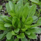 Plantain Herb Seeds 250 Plantago Major Medicinal Perennial Heat Tolerant Fast Growing
