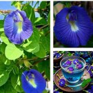 12 Seeds Butterfly Pea Seeds Clitoria Ternatea Asian Pigeonwings Aparajita Fast Growing 12 Seeds Butterfly Pea Seeds Clitoria Ternatea Asian Pigeonwings Aparajita Fast Growing