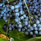 50 Seeds Blue Elderberry Seeds Sambucus Caerulea Fast Growing 50 Seeds Blue Elderberry Seeds Sambucus Caerulea Fast Growing
