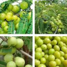 10 Seeds Phyllanthus Emblica Tree Indian Gooseberry Amla Fast Growing 10 Seeds Phyllanthus Emblica Tree Indian Gooseberry Amla Fast Growing