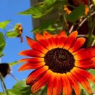 50 Seeds Velvet Queen Sunflower Big Blooms Heirloom Non GMO Fast Growing 50 Seeds Velvet Queen Sunflower Big Blooms Heirloom Non GMO Fast Growing