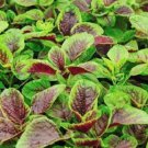 1000 Seeds Amaranth Red Beauty Red Stripe Leaf Chinese Spinach Yin Cho Callaloo Fast Growing