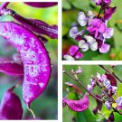 10 Seeds Hyacinth Bean Seeds Purple Moon Heirloom No Gmo Fast Growing