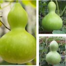 10 Seeds Bottle Gourd Birdhouse Craft Calabash Asian Buddha Squash Vegetable Fast Growing 10 Seeds Bottle Gourd Birdhouse Craft Calabash Asian Buddha Squash Vegetable Fast Growing