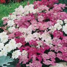 200 Candytuft Mix Seeds Globe Annual Iberis Umbellata Fast Growing