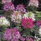200 Seeds Cleome Hassleriana Mixed Colors Spider Plant Fall Planting Fast Growing 200 Seeds Cleome Hassleriana Mixed Colors Spider Plant Fall Planting Fast Growing