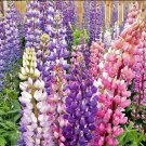 50 Lupine Seeds Russell Strain Mixture Non GMO Fast Growing 50 Lupine Seeds Russell Strain Mixture Non GMO Fast Growing