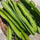 15 Seeds Winged Bean Seeds Dragon Bean Đậu Rồng Sigarilyas Fast Growing