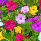 50 Seeds Four O’Clock Mirabilis Jalapa Mix Colors Fast Growing 50 Seeds Four O’Clock Mirabilis Jalapa Mix Colors Fast Growing