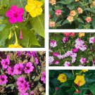 25 Seeds Four O’Clock Mirabilis Jalapa Mix Colors Fast Growing 25 Seeds Four O’Clock Mirabilis Jalapa Mix Colors Fast Growing
