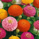 100 Seeds Lilliput Zinnia Seeds Mix Zinnia Elegans Non GMO Mix Colors Fast Growing 100 Seeds Lilliput Zinnia Seeds Mix Zinnia Elegans Non GMO Mix Colors Fast Growing