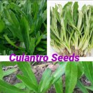 200 Seeds Culantro Mexican Coriander De Alcapate Cilantro Ancho Culantro Recao Fast Growing 200 Seeds Culantro Mexican Coriander De Alcapate Cilantro Ancho Culantro Recao Fast Growing