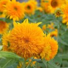 20 Seeds Dwarf Teddy Bear Sunflower Seeds Non GMO Heirloom Fast Growing 20 Seeds Dwarf Teddy Bear Sunflower Seeds Non GMO Heirloom Fast Growing