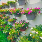 1000 Seeds Moss Rose Double Mix Color Portulaca Grandiflora Fast Growing