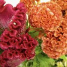 200 Seeds Celosia Cristata Cockscomb Fast Growing