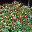 50 Seeds Five Color Chili Pepper Rainbow Chili Fast Growing 50 Seeds Five Color Chili Pepper Rainbow Chili Fast Growing