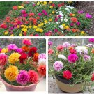 1000 Seeds Moss Rose Double Mix Color Portulaca Grandiflora Fast Growing 1000 Seeds Moss Rose Double Mix Color Portulaca Grandiflora Fast Growing