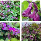 15 Seeds Bataw I Lablab Purpureus I Purple Moon Hyacinth Bean Seeds Fast Growing 15 Seeds Bataw I Lablab Purpureus I Purple Moon Hyacinth Bean Seeds Fast Growing