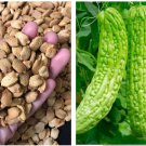 10 Seeds Green Skin Long Bitter Gourd Seeds Bitter Melon Seeds Ku Gua Ampalaya Fast Growing 10 Seeds Green Skin Long Bitter Gourd Seeds Bitter Melon Seeds Ku Gua Ampalaya Fast Growing