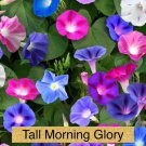 30 Seeds Mix Color Tall Morning Glory Seeds Fast Growing 30 Seeds Mix Color Tall Morning Glory Seeds Fast Growing