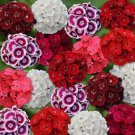 200 Seeds Mixed Colors Sweet William Seeds Dianthus Barbatus Fast Growing 200 Seeds Mixed Colors Sweet William Seeds Dianthus Barbatus Fast Growing