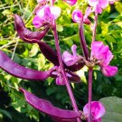 10 Seeds Bataw I Lablab Purpureus I Purple Moon Hyacinth Bean Seeds Fast Growing 10 Seeds Bataw I Lablab Purpureus I Purple Moon Hyacinth Bean Seeds Fast Growing