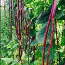 10 Seeds Redyard Long Bean Seeds Asian Chinese Noodle Bean String Beans Fast Growing