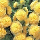 25 Seeds Double Yellow Alcea Rosea Hollyhock Perennial Flower Seeds Fast Growing 25 Seeds Double Yellow Alcea Rosea Hollyhock Perennial Flower Seeds Fast Growing