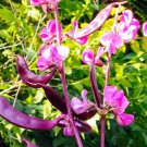 15 Seeds Bataw Lablab Purpureus Purple Moon Hyacinth Bean Fast Growing 15 Seeds Bataw Lablab Purpureus Purple Moon Hyacinth Bean Fast Growing