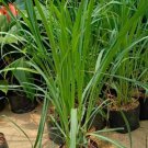 200 Seeds Lemon Grass Seeds Non GMO Fast Growing 200 Seeds Lemon Grass Seeds Non GMO Fast Growing