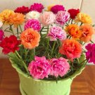 1000 Seeds Moss Rose Double Mix Portulaca Grandiflora Fast Growing 1000 Seeds Moss Rose Double Mix Portulaca Grandiflora Fast Growing