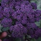 200 Seeds Purple Broccoli Seeds Fast Growing 200 Seeds Purple Broccoli Seeds Fast Growing