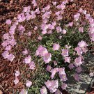 500 Seeds Showy Evening Primrose Seeds Pink Ladies Amapola Fast Growing 500 Seeds Showy Evening Primrose Seeds Pink Ladies Amapola Fast Growing