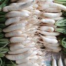 100 Seeds Japanese White Icicle Radish I Labanos I Non GMO Fast Growing 100 Seeds Japanese White Icicle Radish I Labanos I Non GMO Fast Growing