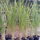 200 Seeds Lemon Grass Seeds Non GMO Fast Growing 200 Seeds Lemon Grass Seeds Non GMO Fast Growing