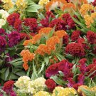 100 Seeds Celosia Cristata Mixed Cockscomb Fast Growing