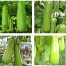 50 Seeds Bottle Gourd Upo Calabash Heirloom Seeds Fast Growing 50 Seeds Bottle Gourd Upo Calabash Heirloom Seeds Fast Growing