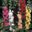 60 Seeds Hollyhock Chater S Double Mix Peony Flowered Blooms Biennial Non GMO Fast Growing 60 Seeds Hollyhock Chater S Double Mix Peony Flowered Blooms Biennial Non GMO Fast Growing