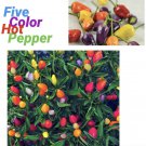 25 Seeds Five Color Chili Pepper Rainbow Chili Seeds Fast Growing 25 Seeds Five Color Chili Pepper Rainbow Chili Seeds Fast Growing