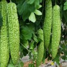10 Seeds Long Bitter Gourd Seeds Bitter Melon Seeds Ku Gua Asian Vegetable Fast Growing
