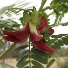 20 Seeds Hummingbird Tree Seeds Sesbania Grandiflora Agati Flower Plant Red Fast Growing