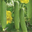 10 Seeds Vegetable Spongesmooth Luffa Gourd Non GMO Fast Growing 10 Seeds Vegetable Spongesmooth Luffa Gourd Non GMO Fast Growing