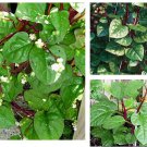 50 Seeds Redstem Malabar Spinach Seeds Basella Alba Rubra Ceylon Fast Growing 50 Seeds Redstem Malabar Spinach Seeds Basella Alba Rubra Ceylon Fast Growing