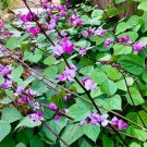 15 Seeds Lablab Purpureus Purple Moon Hyacinth Bean Bataw Fast Growing 15 Seeds Lablab Purpureus Purple Moon Hyacinth Bean Bataw Fast Growing