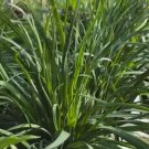 150 Seeds Garlic Chives Allium Tuberosum Chinese Leek Jiu Cai Broadleaf Nira Fast Growing 150 Seeds Garlic Chives Allium Tuberosum Chinese Leek Jiu Cai Broadleaf Nira Fast Growing