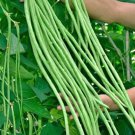 15 Seeds Green Yard Long Bean Asian String Beans I Sitaw I Non GMO Fast Growing
