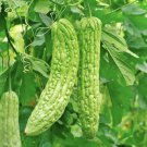 10 Seeds Green Skin Long Bitter Gourd Seeds Bitter Melon Seeds Ku Gua Asian Fast Growing 10 Seeds Green Skin Long Bitter Gourd Seeds Bitter Melon Seeds Ku Gua Asian Fast Growing