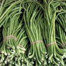 15 Seeds Green Yard Long Bean Asian String Beans Fast Growing